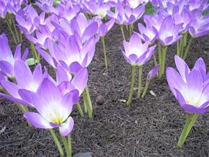 coltivare bulbi rizomi