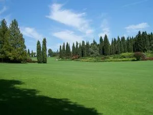 prato erba giovane