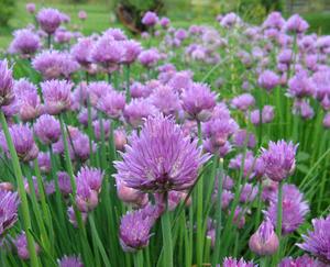 Cucinare con i fiori