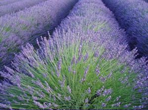 lavanda