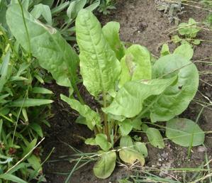 rumex acetosa erba brusca