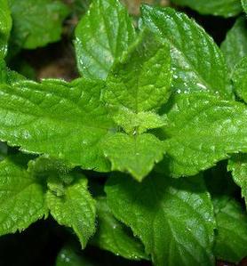 menta