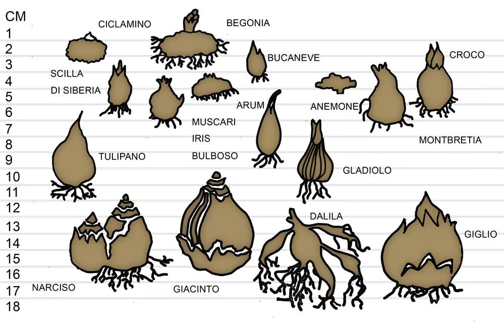 profondita piantumazione bulbi
