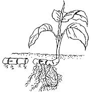 rizoma