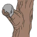 mastice potatura