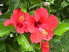 ibisco Hibiscus rosa-sinensis