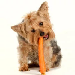 alimentazione cane