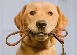 A passeggio con il cane, attenzione alle condizioni atmosferiche