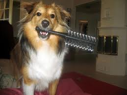 Come lavare il cane