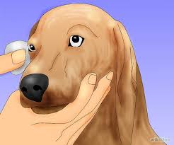 La cura degli occhi del cane