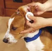 La cura delle orecchie del cane