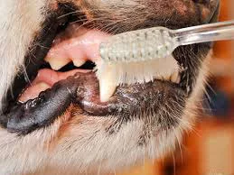 La cura dei denti del cane