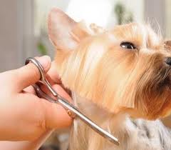 La tosatura del cane