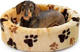 toilettatura cane