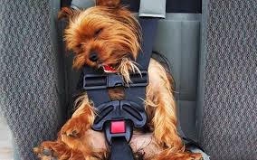 In viaggio con il cane