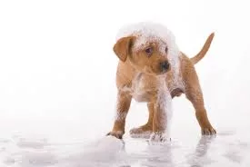 Bagno cane