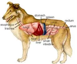 apparato digerente cane