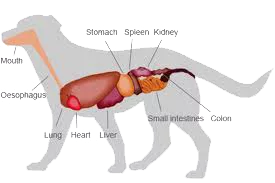 cane dentro