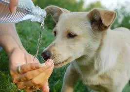 Dare da bere l'acqua al cane