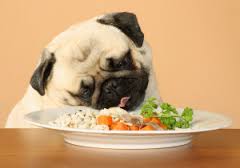 Le fonti alimentari del cane