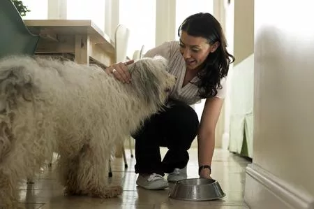 Cane alimentazione casalinga