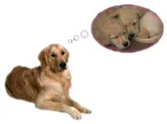 La gravidanza del cane