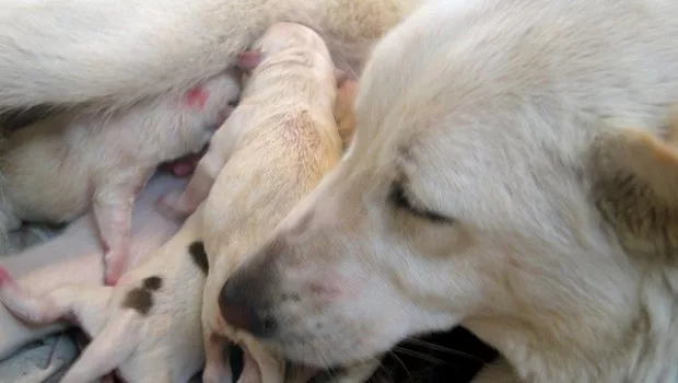 Il parto del cane