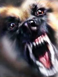 Comportamento aggressivo