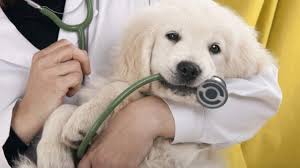 La medicina del comportamento