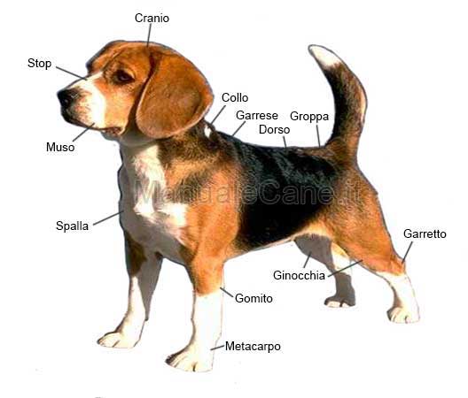 Nomenclatura morfologica del cane