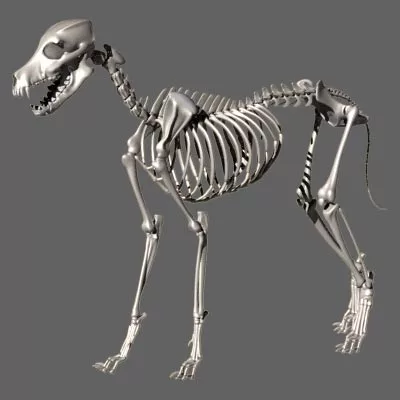 Apparato scheletrico cane