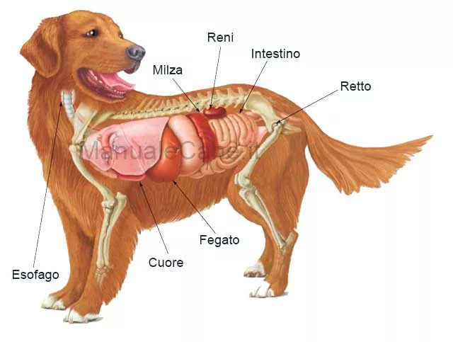 Apparato digerente del cane