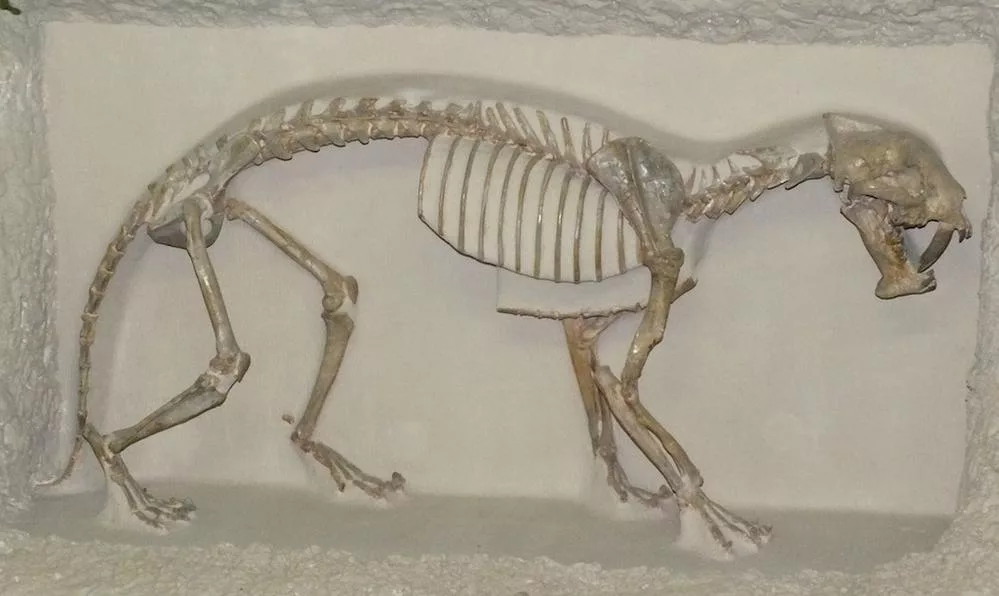 Gatto origini ed evoluzione