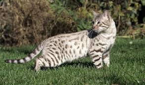 Gatto selvatico
