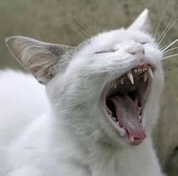 Apparato digerente gatto