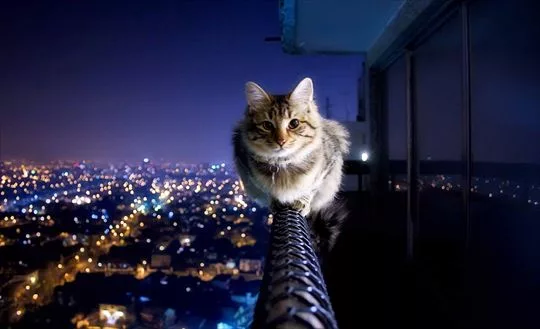 Equilibrio dei gatti