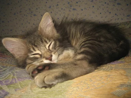 Il Gatto aristocratico