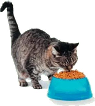 gatto consuma la sua porzione quotidiana datagli dal padrone