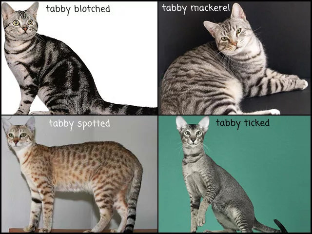 le quattro diverse tipologie di tabby