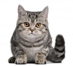 Gatto British shorthair 