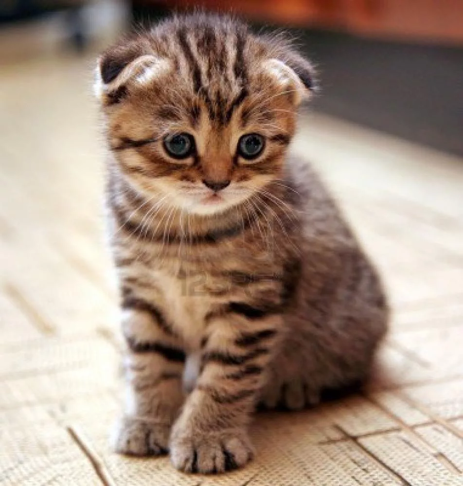 Gatto Scottish fold
