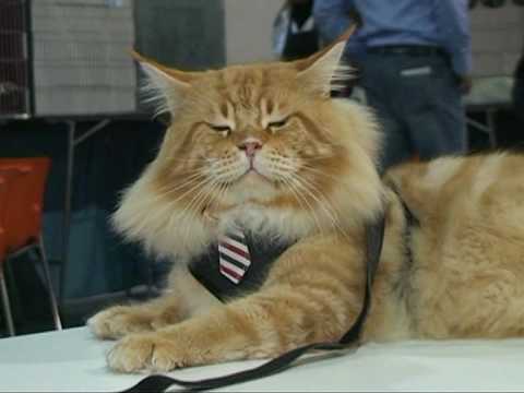 Standard del gatto di casa