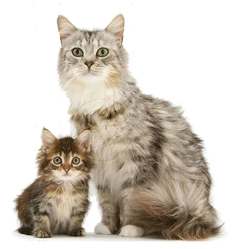 Età ideale del gatto
