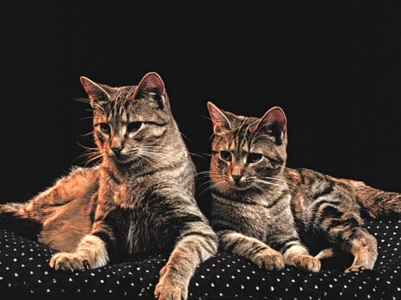 Gatto o gatta?