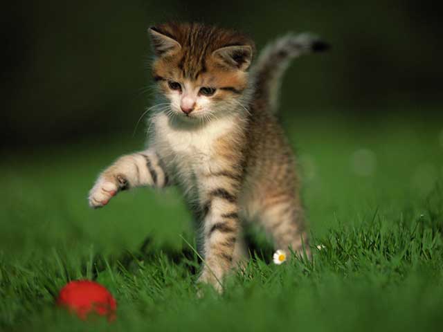 Giochi per il gatto