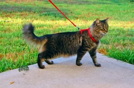 gatto al guinzaglio