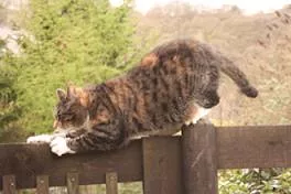 gatto intento a farsi le unghie su una staccionata