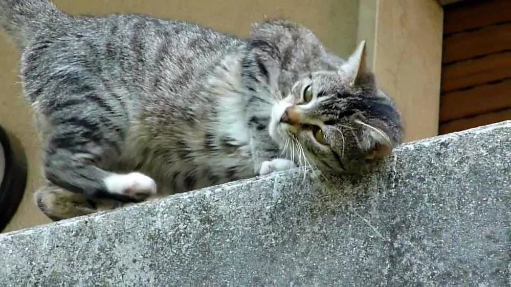 Pericoli domestici per il gatto
