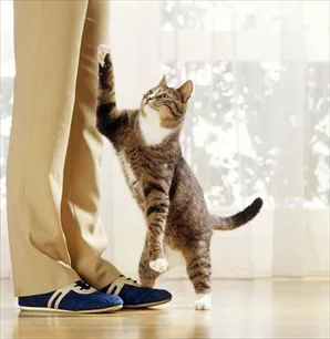Educazione del gatto