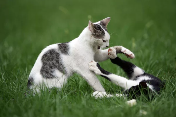 Portare a casa un gatto